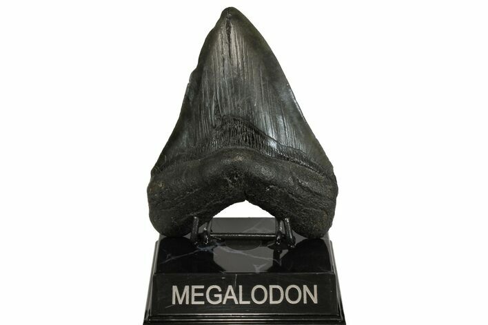 Fossil Megalodon Tooth - South Carolina #169188